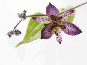 toad lily