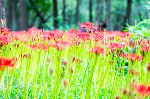 spider lily