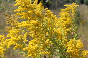 goldenrod