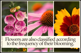 Flowers according to blooming frequency
