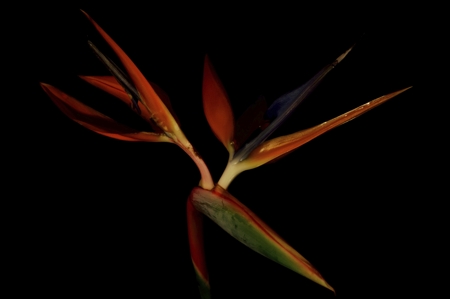 Birds of Paradise strelitzia