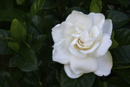 White gardenia