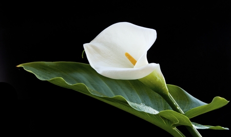 Calla Lily