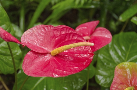 Anthuriums