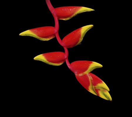 Red and yellow heliconia