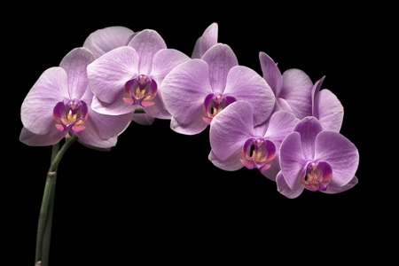 Pink orchids