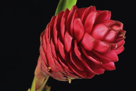 Red ginger flower(ALT)