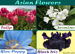 Asian flowers