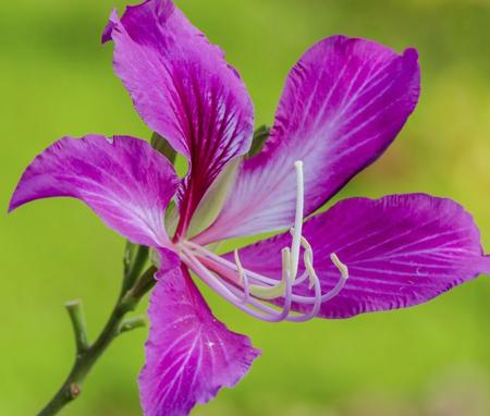 hong kong purple orchid flower