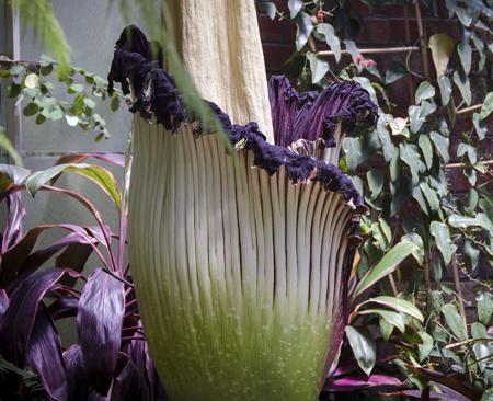 worlds largest flower