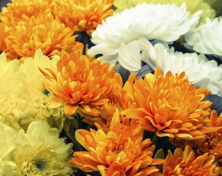 colorful chrysanthemum