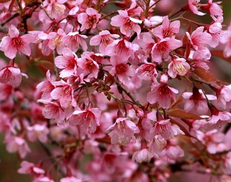 wild himalayan cherry