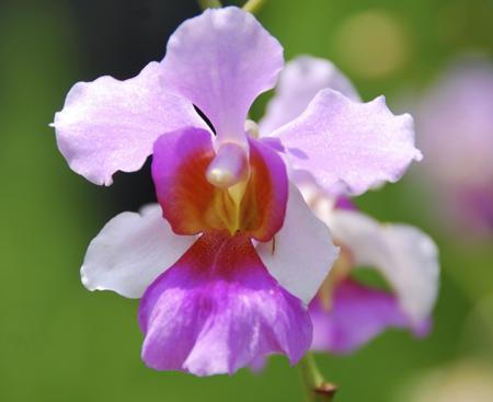 vanda miss joaquim