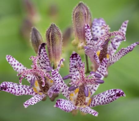 unique field flower toadlily