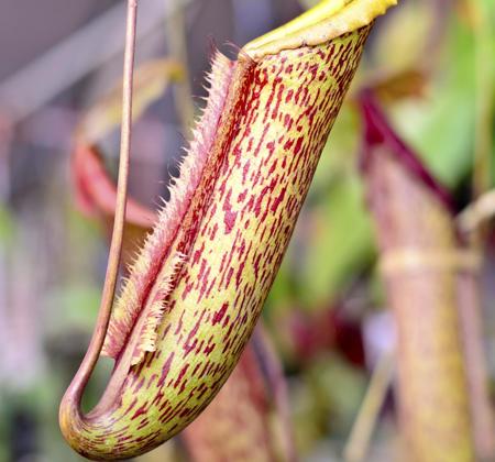 nepenthes monkey cups