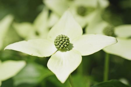 kousa dogwood tree blossoms