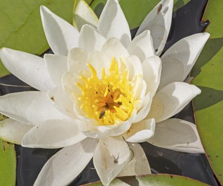 white water lily on lake