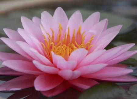 lotus in water