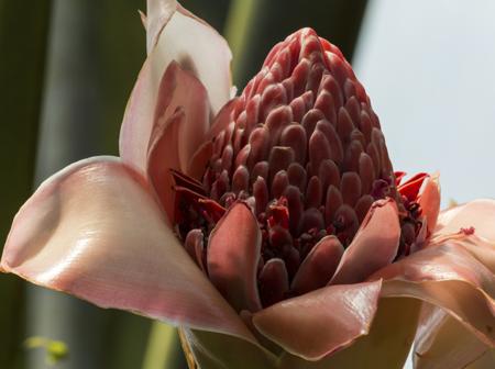 torch ginger flower