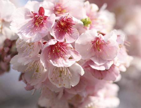 plum blossom