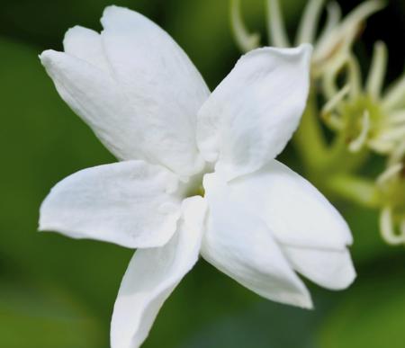 jasmine flowers