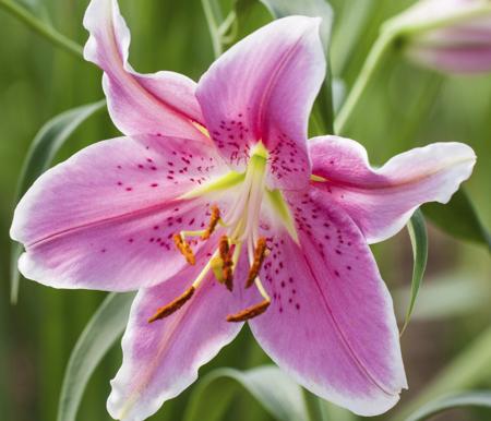 pink lily flower