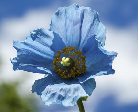 himalayan blue poppy