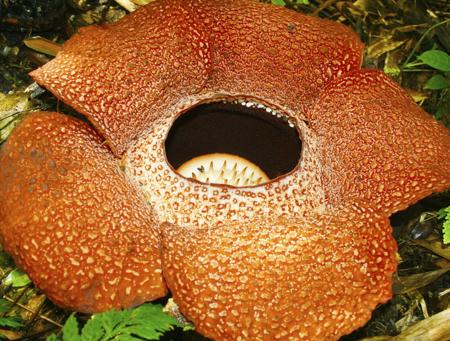 rafflesia keithii biggest flower