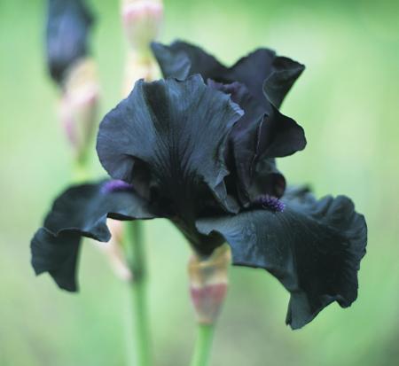 iris barbatus flower