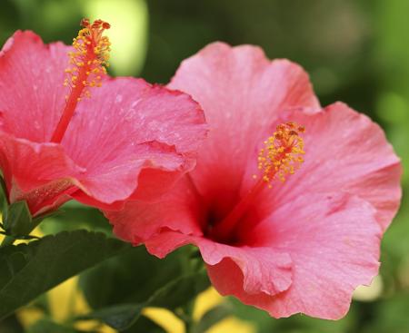 hibiscus flower