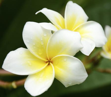evergreen frangipani flower