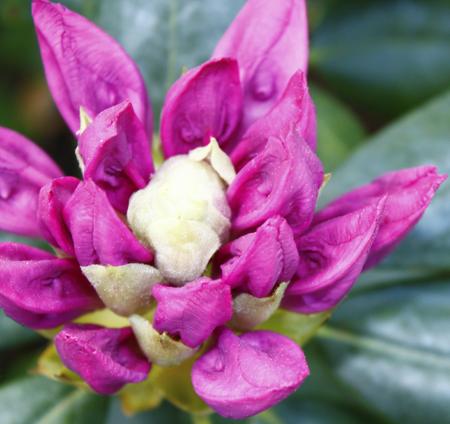 budding rhododendron
