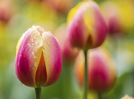 tulips garden