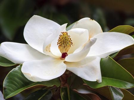 southern magnolia blossom