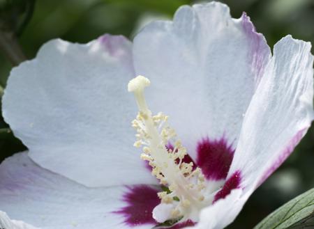 hibiscus syriacus malvaceae china