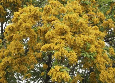 yellow padauk flower