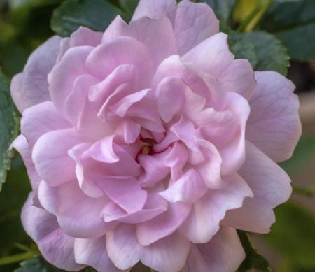 pink bloom of small rose