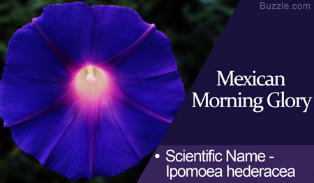 Mexican Morning Glory  Scientific Name Ipomoea hederacea