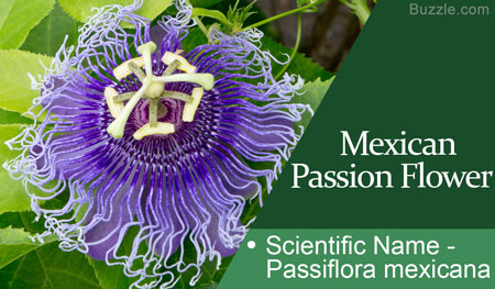 Mexican Pasion Flower  Scientific Name Passiflora mexicana