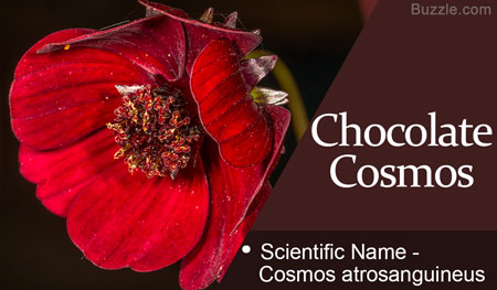 Chocolate Cosmos  Scientific Name Cosmos atrosanguineus