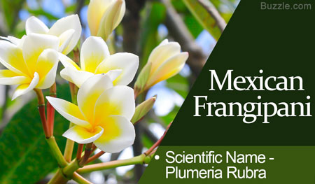 Mexican Frangipani  Scientific Name Plumeria Rubra