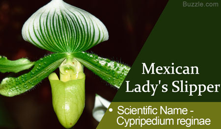 Mexican Lady's Slipper Scientific Name Cypripedium reginae