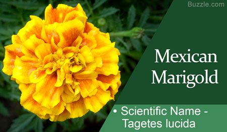 Mexican Marigold Scientific Name Tagetes lucida