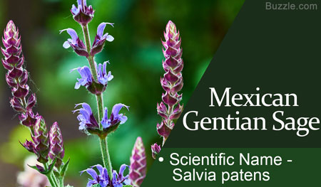 Mexican Gentian Sage Scientific Name Salvia patens