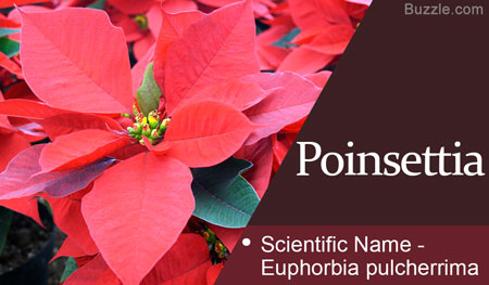 Poinsettia Scientific Name Euphorbia pulcherrima