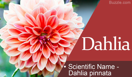 Dahlia Scientific Name Dahlia pinnata