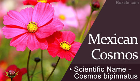 Mexican Cosmos Scientific Name Cosmos bipinnatus
