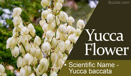 Yucca Flower Scientific Name Yucca baccata