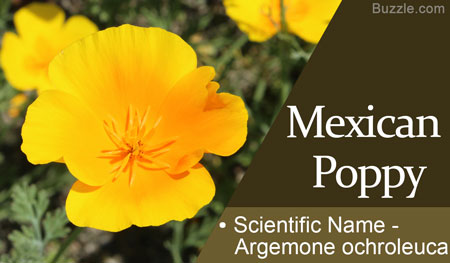 Mexican Poppy Scientific Name Argemone ochroleuca