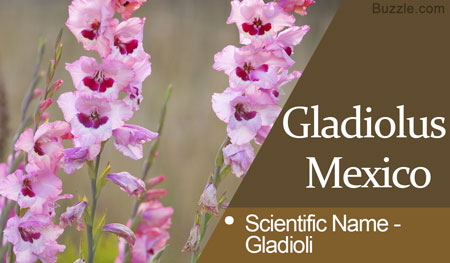 Gladiolus Mexico Scientific Name Gladioli